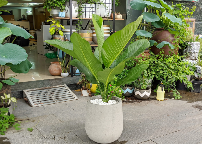 Cây đại phú gia mang lại nhiều sức khỏe, tài lộc cho gia chủ