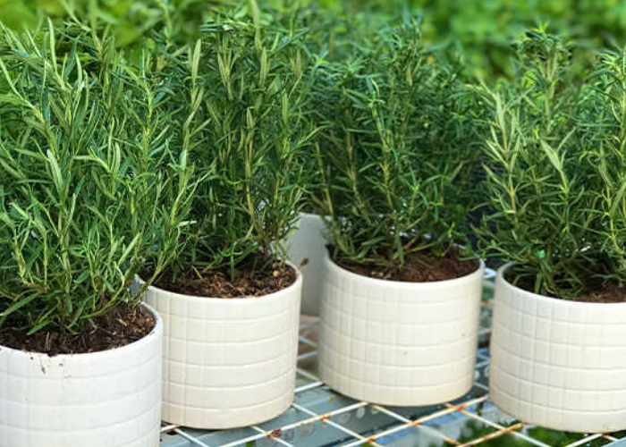 Cây phất dụ mảnh (Cây huyết dụ)