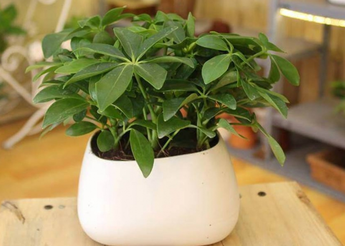 Cây lưỡi hổ