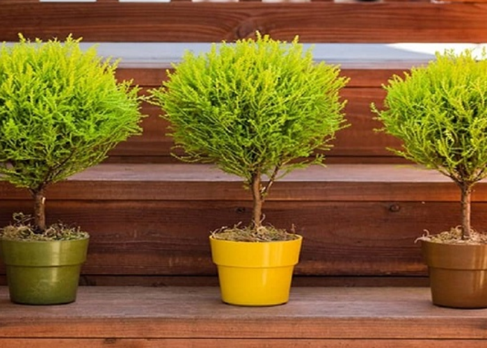 Cây phát tài (Cây thiết mộc lan)