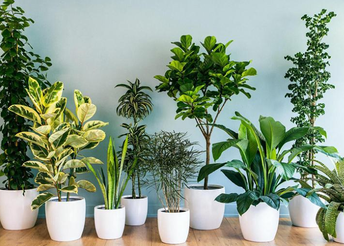 Cây trầu bà lỗ giúp thu hút may mắn, thịnh vượng và thanh lọc không khí