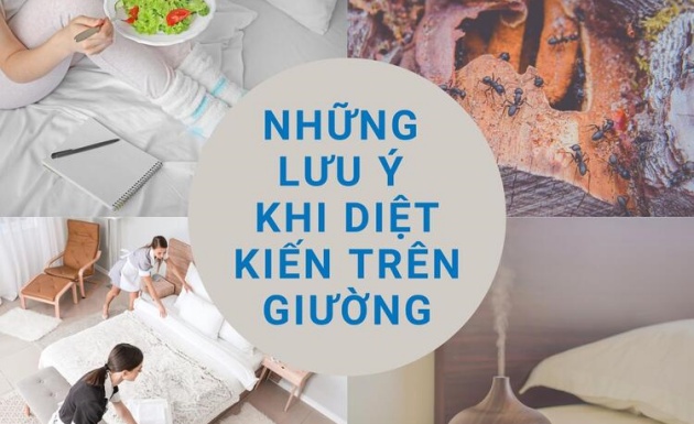 Top những cách diệt kiến trên giường ngủ đơn giản và hiệu quả