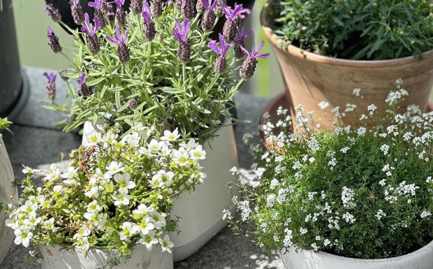 Gợi ý Top 24 cây trồng sân thượng chịu nắng tốt, dễ chăm sóc cho ngôi nhà của bạn