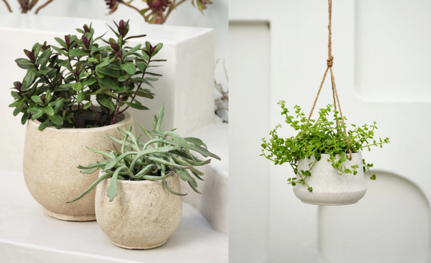 Hướng dẫn: Chọn chậu cây cảnh lý tưởng cho không gian ngoài trời của bạn