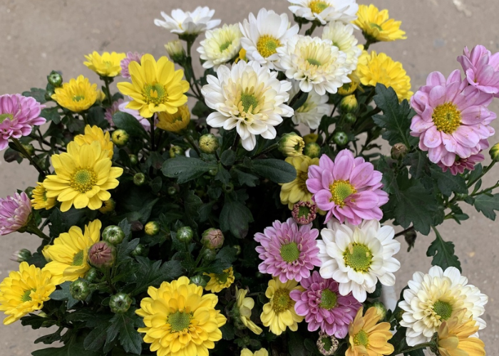 Cây hoa cúc với những bông hoa màu sắc khác nhau làm cho ngôi nhà của bạn tươi mới hơn. 
