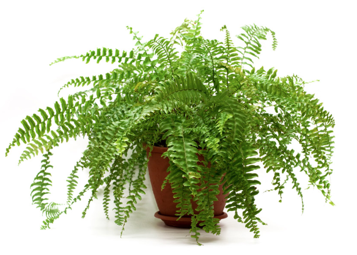 Cây dương xỉ Mỹ có lá nhỏ, túa ra xung quanh thường được dùng để trang trí bàn học, bàn làm việc.