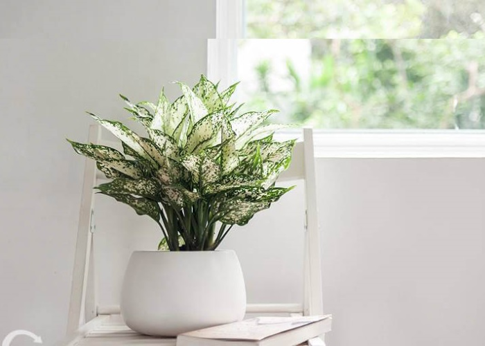 Cây ngọc ngân nhỏ nhắn được trồng trong một chiếc chậu trắng tô điểm thêm cho phòng khách
