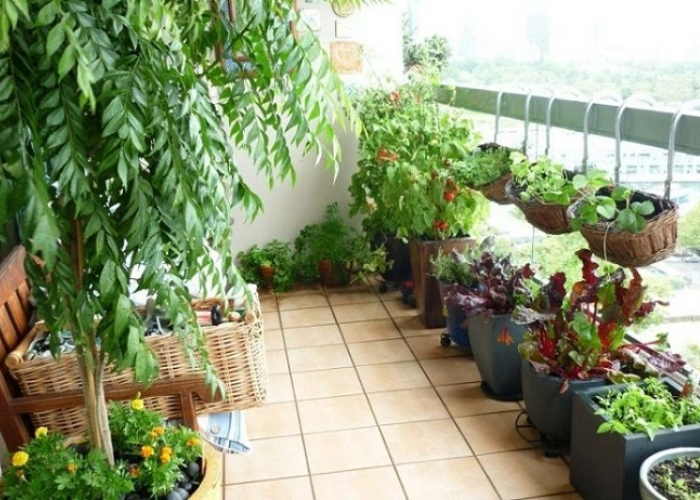 rang trí ban công chung cư thành vườn rau nhỏ được sắp xếp gọn gàng, với các loại rau dễ mua