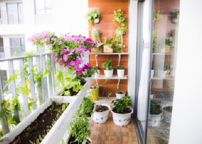 Tận dụng không gian ban công nhỏ để trồng rau sạch và hoa giấy
