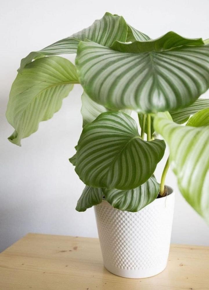 C&acirc;y C&ocirc;ng Đu&ocirc;i Xanh