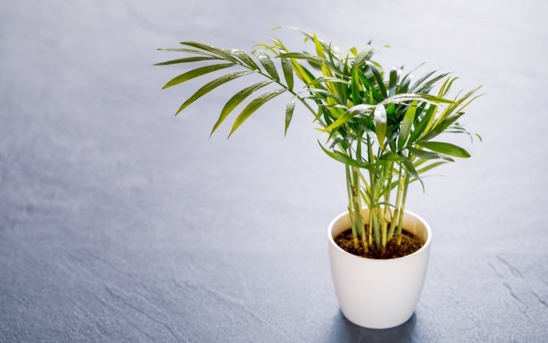 C&acirc;y cau tiểu tr&acirc;m