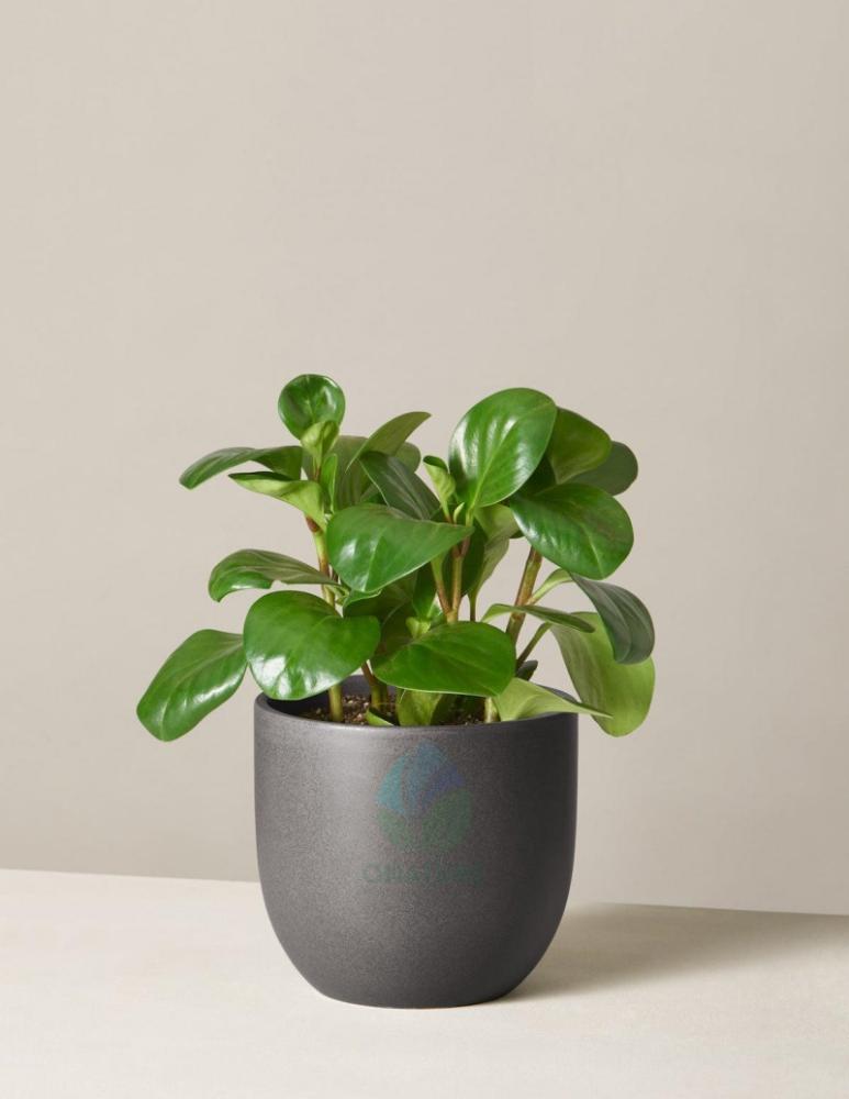 C&acirc;y Trường Sinh 