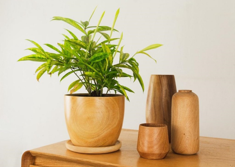 C&acirc;y Tr&uacute;c Nhật 