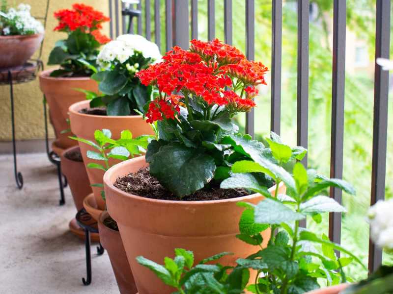 Cây sống đời trồng ban công