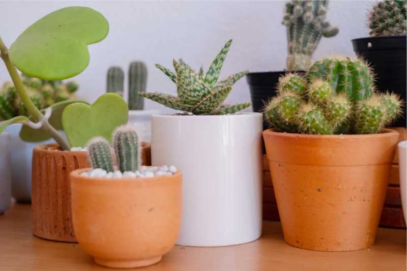 xương rồng được nhiều người chọn trồng cho khu vực ngoài trời