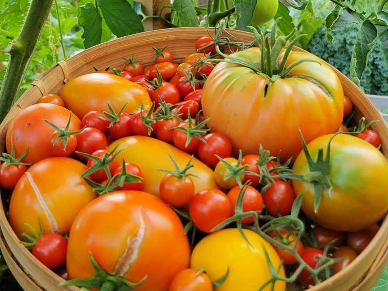 C&agrave; chua l&agrave; loại c&acirc;y dễ trồng tr&ecirc;n ban c&ocirc;ng