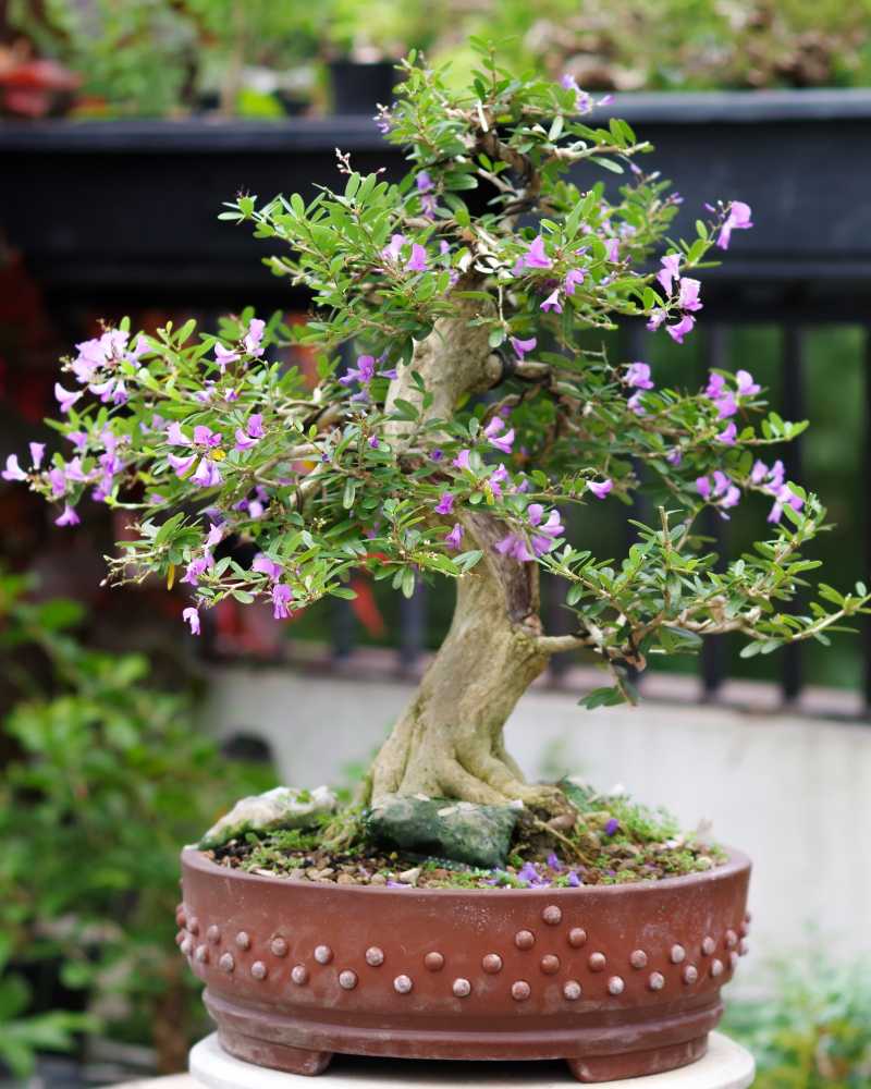 C&acirc;y linh sam hoa t&iacute;m tr&ocirc;ng tr&ecirc;n s&acirc;n thượng