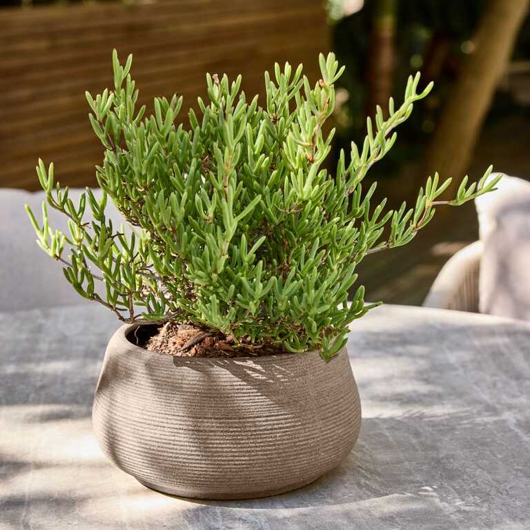 Chậu đất nung hiện đại
