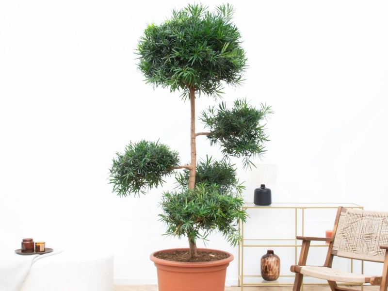 Cây tùng La Hán với những chiếc lá nhỏ xinh mọc thành chùm khá đặc biệt.