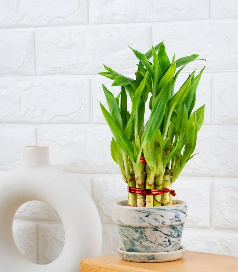 Cây thần tài có lá hình thoi dài, mềm, có thể tự cung cấp nước