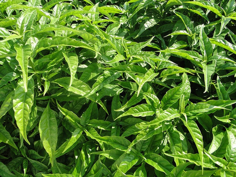 Cây hoàn ngọc có chức năng làm thuốc chữa bệnh cho con người.