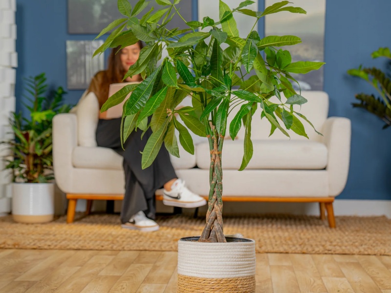 Cây kim ngân dễ trồng và chăm sóc, không tốn nhiều thời gian của gia chủ.