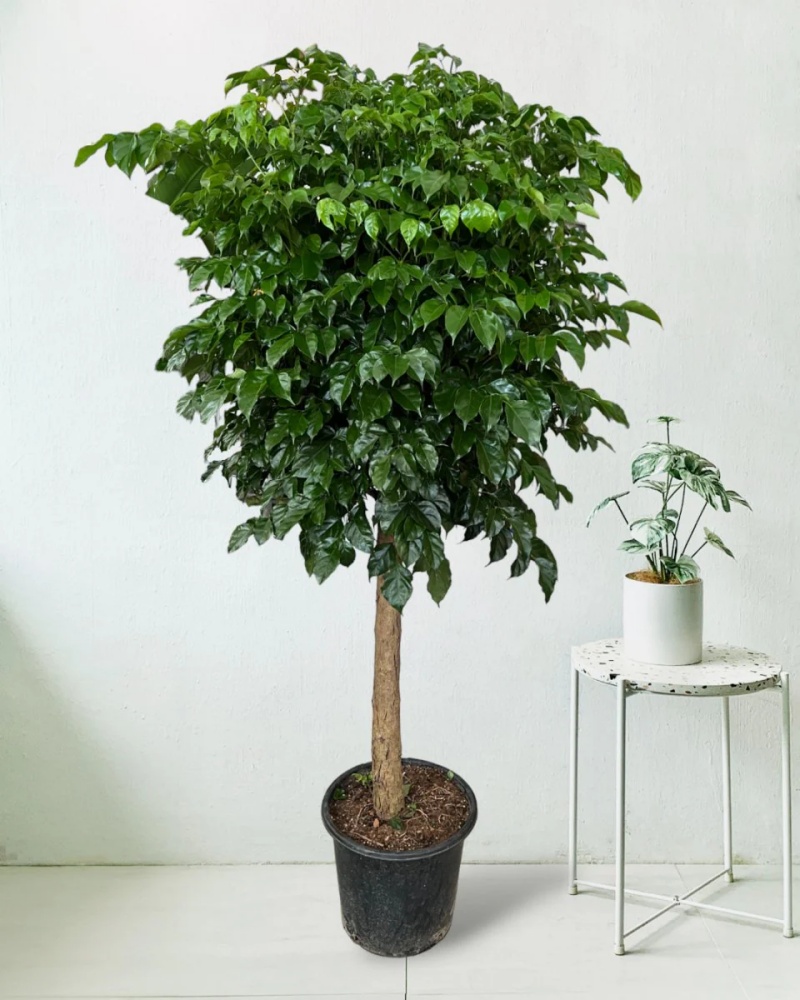 Cây hạnh phúc với kích thước nhỏ nhắn và dễ chăm sóc phù hợp trở thành cây cảnh trong nhà
