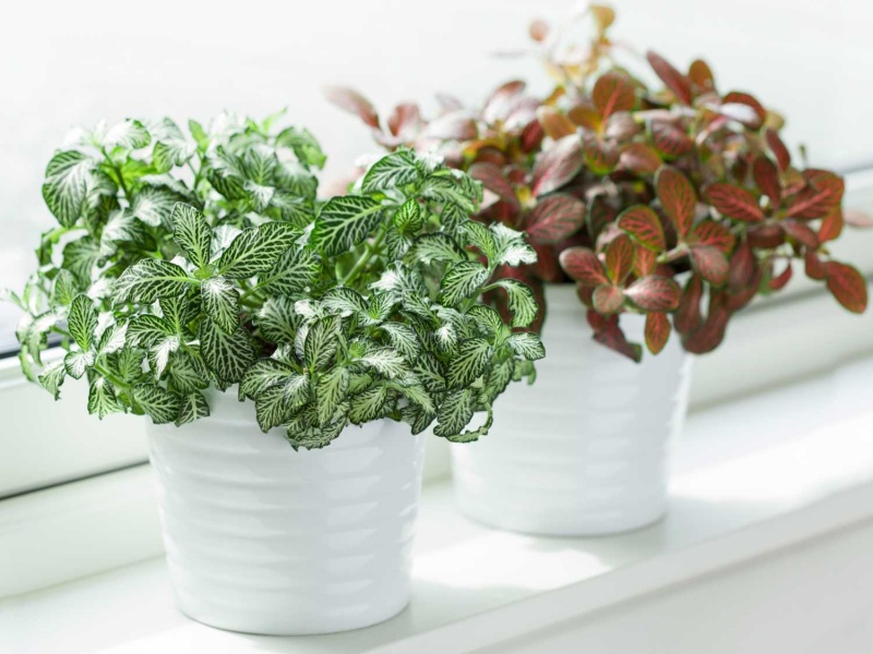 Cây lá may mắn với kích thước nhỏ gọn tạo điểm nhấn cho ngôi nhà của bạn