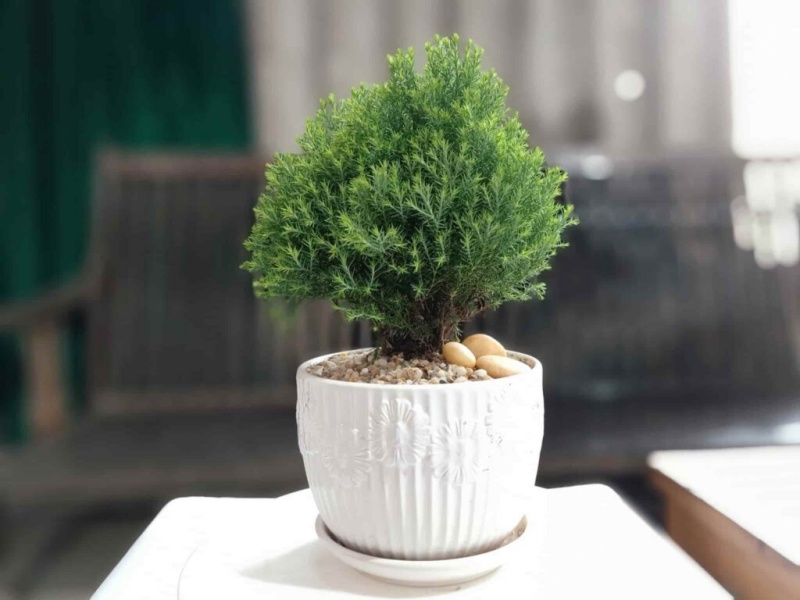 Cây tuyết tùng có lá nhỏ, mọc đối xứng với nhau tạo thành chùm nhỏ