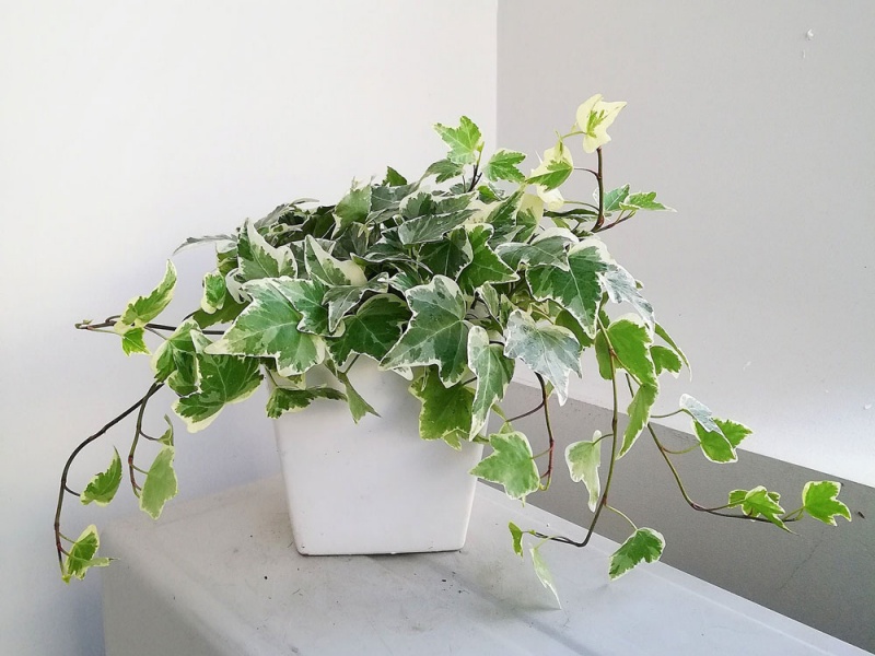 Cây thường xuân dễ chăm sóc và có sức sống tốt nên là một ứng cử viên sáng giá trong việc trở thành cây cảnh trong nhà