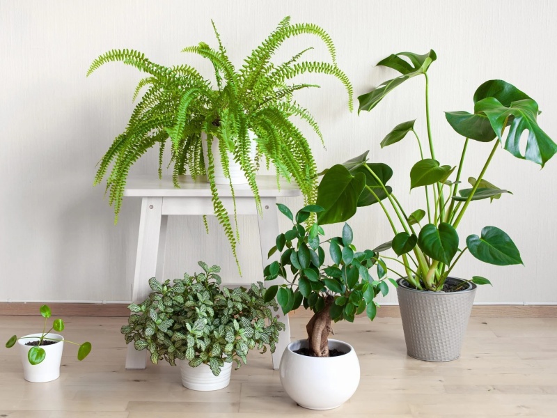 Vị trí phù hợp sẽ giúp cho cây phát triển tươi tốt