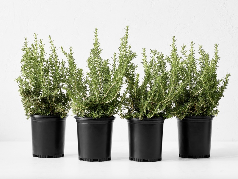 Cây Hương Thảo (Rosemary) có hình dáng tương đối nhỏ nhắn thích hợp để trở thành cây cảnh trong nhà