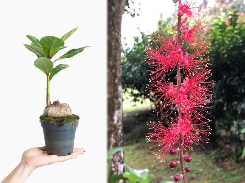 Cây lộc vừng với những chùm hoa đỏ nổi bật tô điểm thêm cho ngôi nhà của bạn