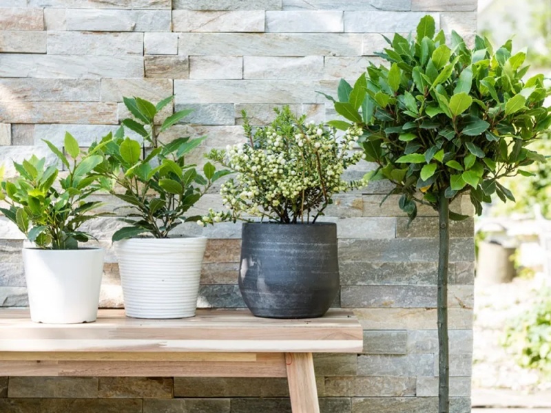 Cây nguyệt quế với dáng đứng độc đáo cùng những chùm hoa trắng là một sự lựa chọn tuyệt vời để trang trí
