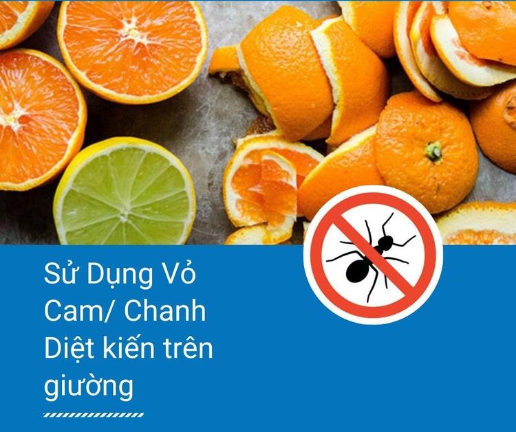 Sử dụng vỏ cam hoặc chanh để diệt kiến tr&ecirc;n giường