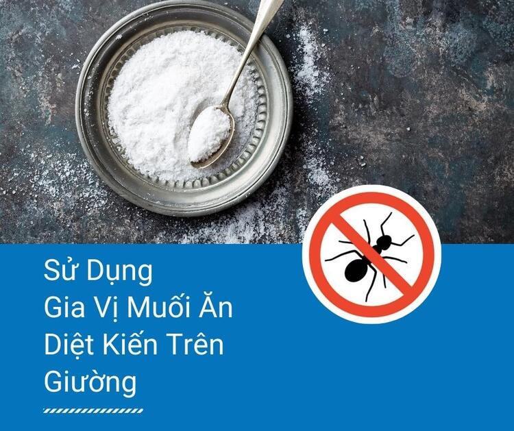 Rắc muối xung quanh giương gi&uacute;p đuổi kiến hiệu quả