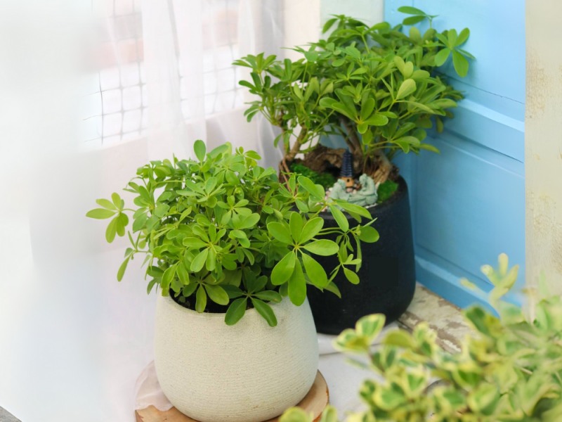 C&acirc;y Ngũ Gia B&igrave; hợp với người mệnh Thổ