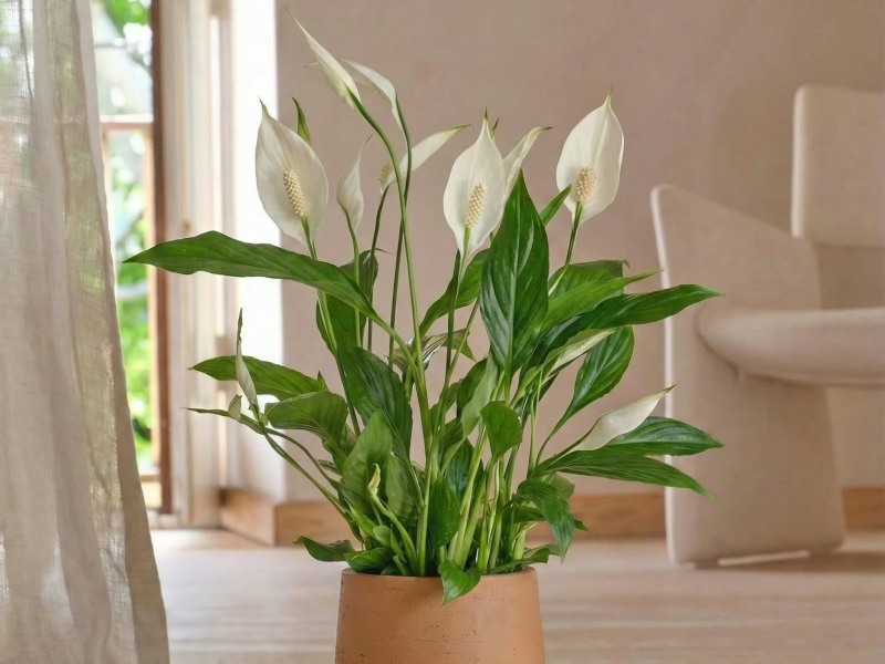 C&acirc;y Lan &Yacute; c&oacute; hoa m&agrave;u trắng hợp với người mạng Thổ