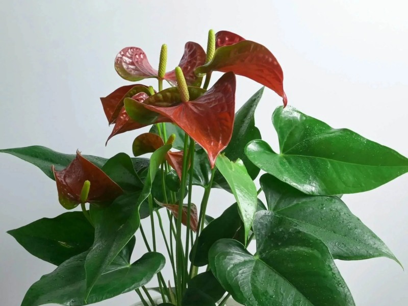 C&acirc;y Hồng M&ocirc;n l&agrave; một trong những lựa chọn tuyệt vời nhất cho người mệnh Thổ.