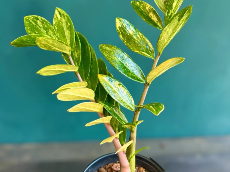 C&acirc;y Kim Tiền V&agrave;ng l&agrave; lựa chọn tinh tế cho người mạng Thổ