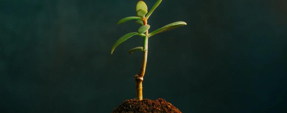 C&acirc;y phong thủy hợp mệnh Thổ ch&iacute;nh l&agrave; một mảnh gh&eacute;p ho&agrave;n hảo, t&ocirc; điểm th&ecirc;m cho bức tranh t&agrave;i lộc của gia chủ.