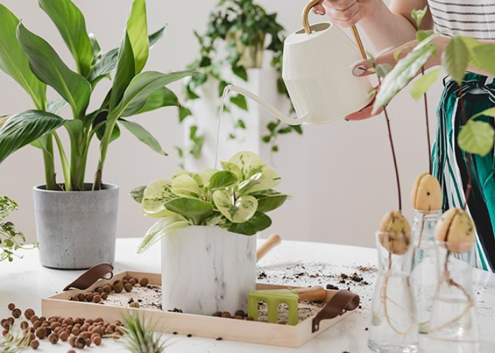 Cung cấp đủ lượng nước cho cây là cách chăm sóc hiệu quả