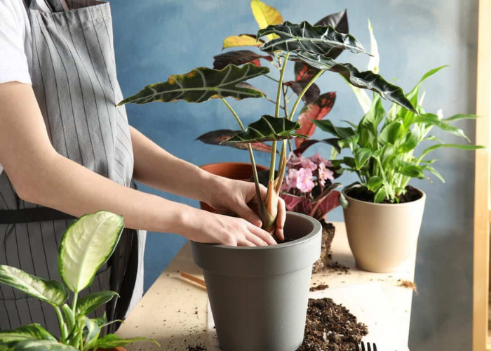Bón phân đầy đủ theo định kỳ giúp cây phát triển lâu dài