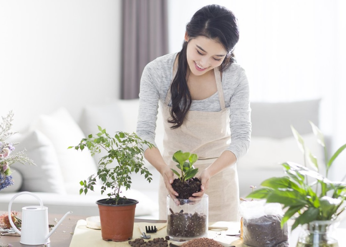 Trồng lại cây đúng thời điểm giúp cây tiếp tục phát triển và sinh trưởng tốt 
