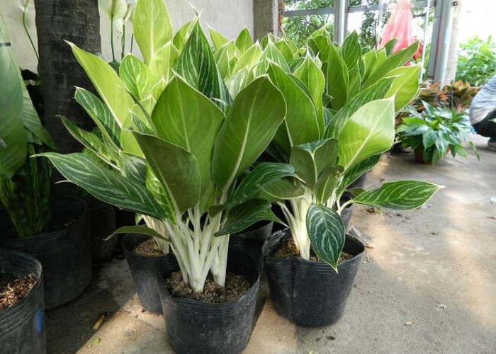 Loài cây thể hiện sự thăng tiến thuận buồm xuôi gió trong công việc và cuộc sống