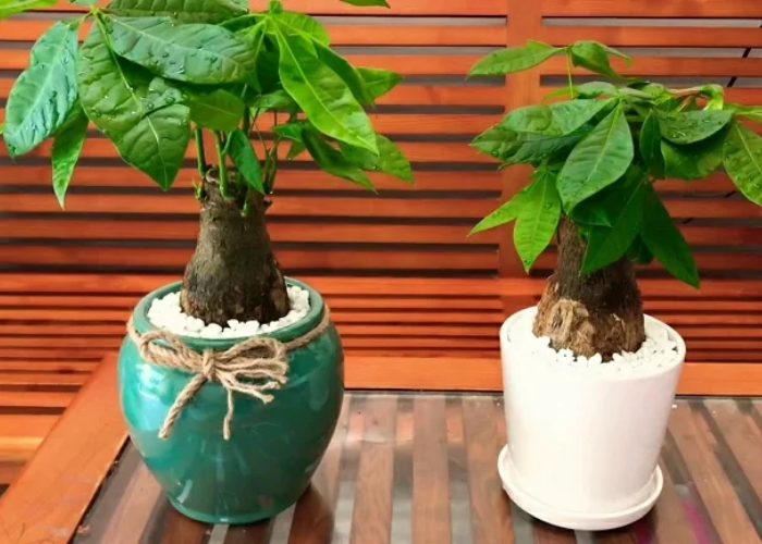 Cây kim ngân tượng trưng cho sự giàu sang, thịnh vượng
