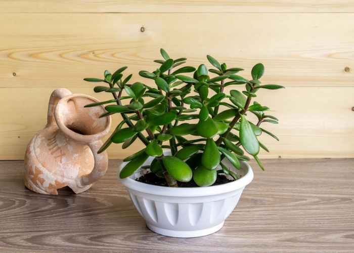 Lá ngọc bích thể hiện sự giàu sang, no ấm