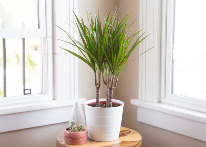 Một chậu cây phất dụ mang nhiều may mắn đến cho gia chủ