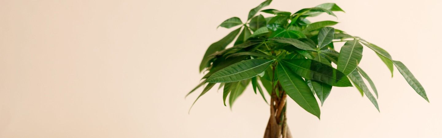 Top 10 cây phong thủy hợp mệnh thổ hút tài lộc và năng lượng cho gia chủ