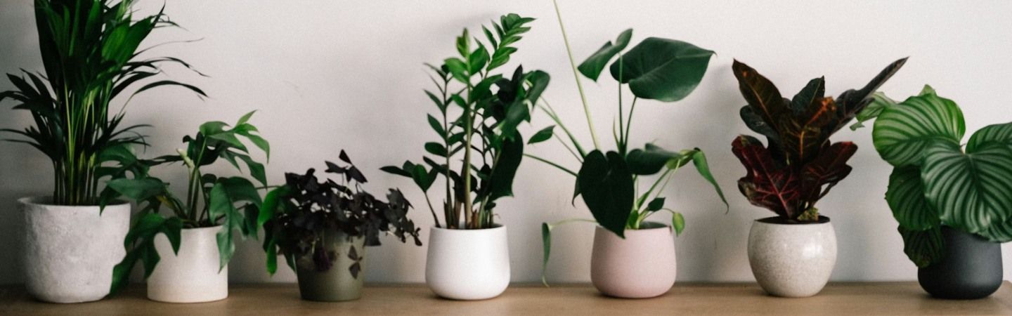Cây phong thủy mạng Thổ: Ý nghĩa, cách chọn và chăm sóc phù hợp